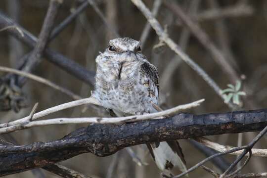 Image of Ladder-tailed Nightjar