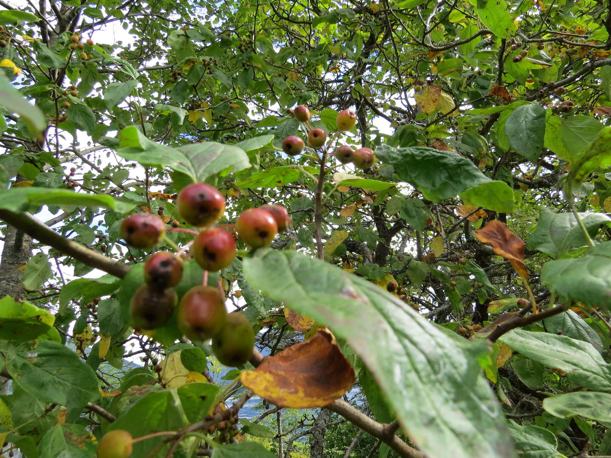 Image of Oregon Crab Apple