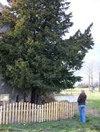 Image of English yew