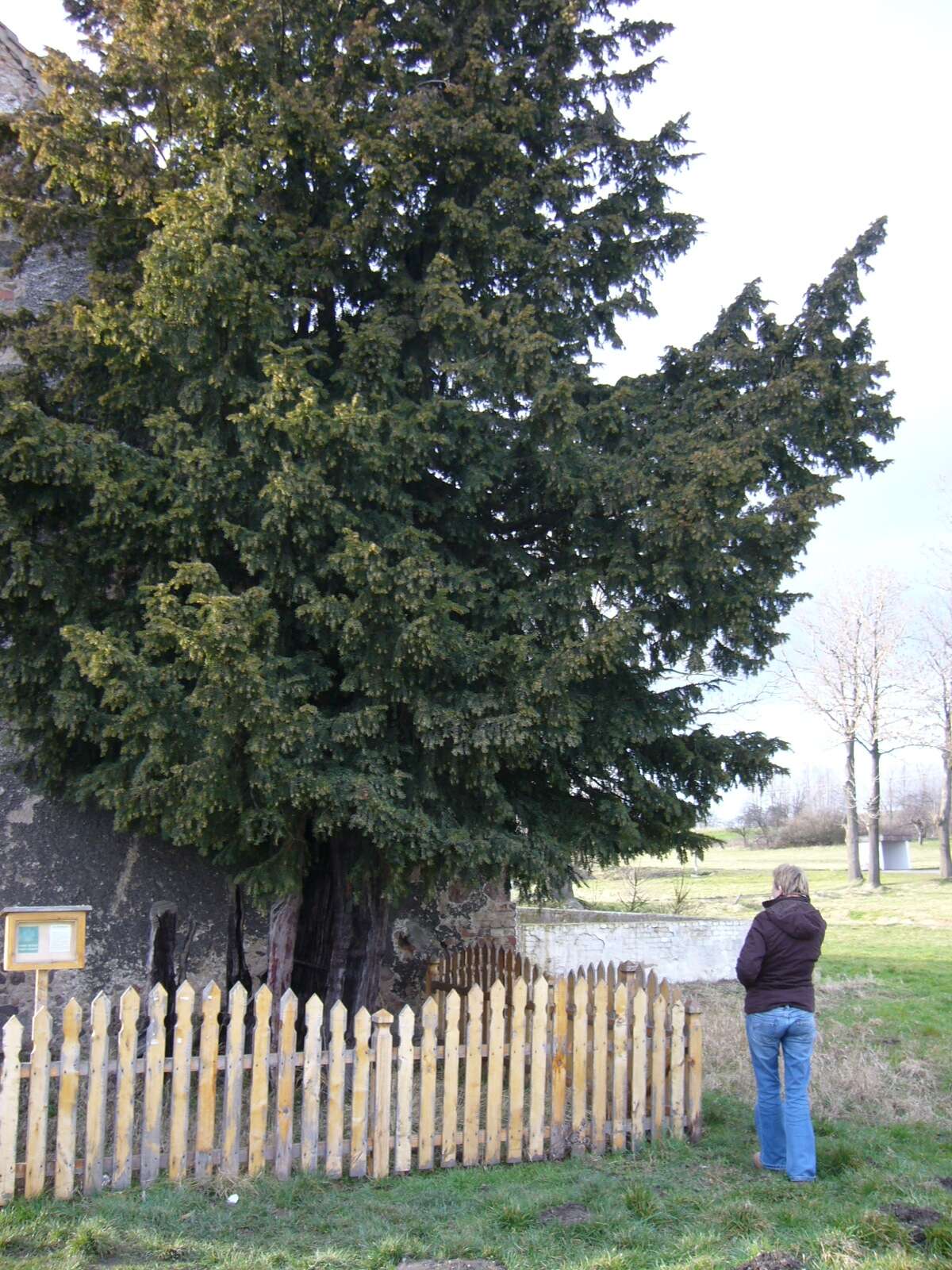 Image of English yew