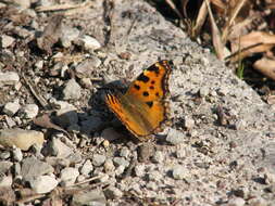 Nymphalis polychloros Linnaeus 1758 resmi