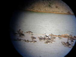 Image of Bar-headed Goose