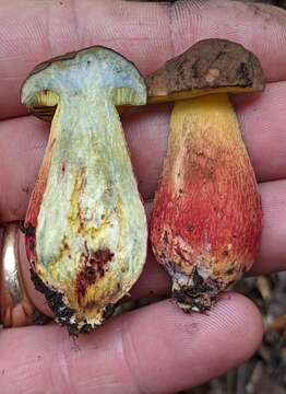 Image of Boletus billieae Both, Bessette & W. J. Neill 2001