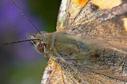 Plancia ëd Vanessa cardui