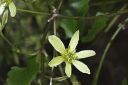 Image of Clematis forsteri J. F. Gmel.