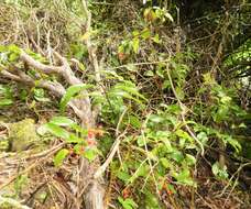 Image of Ripogonum scandens J. R. Forst. & G. Forst.