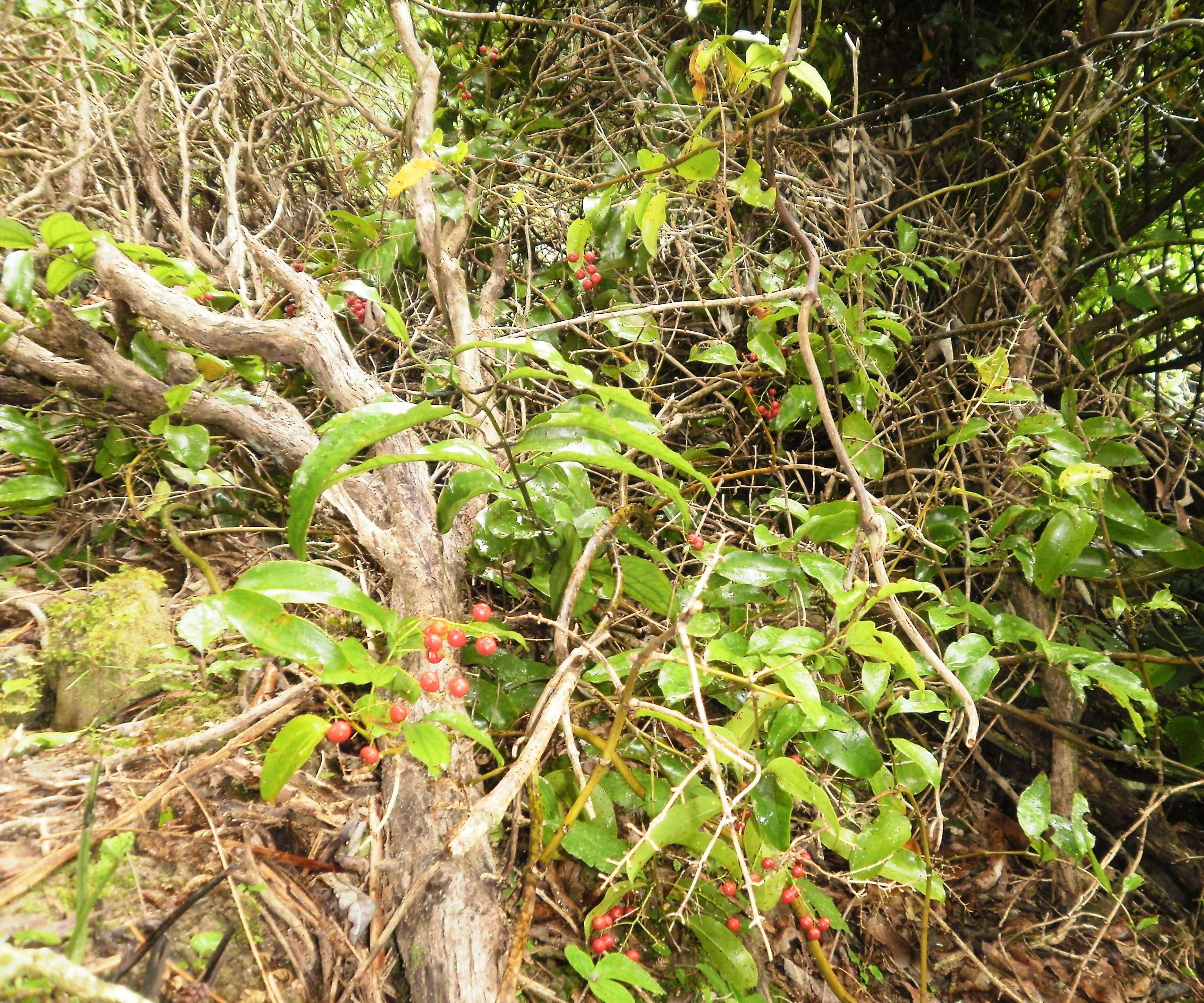 Image of Ripogonum scandens J. R. Forst. & G. Forst.