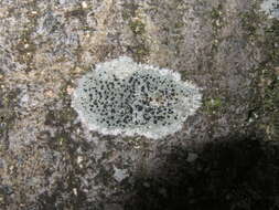 Image of lecidella lichen