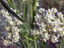 Image of horsetail milkweed