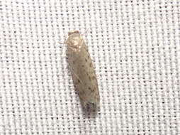 Image of Mimosa Webworm Moth