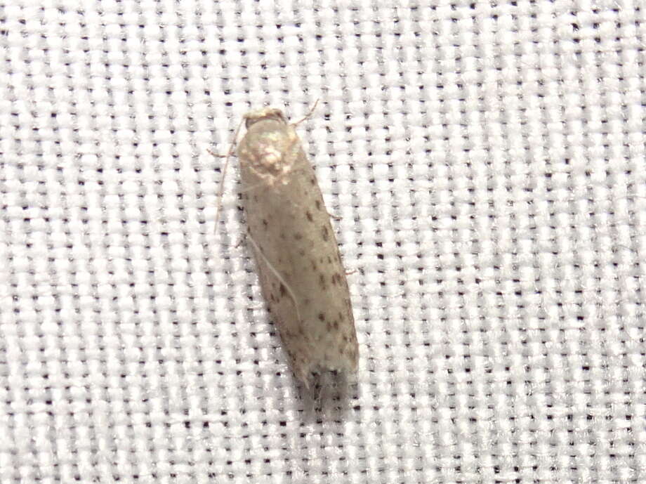 Image of Mimosa Webworm Moth