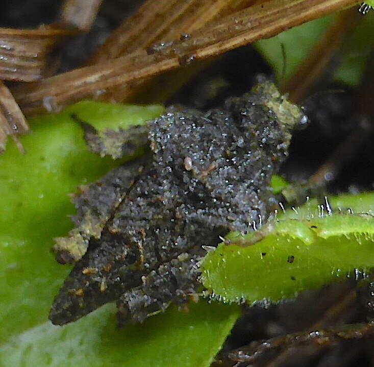 Image of Trachytettix bufo (Costa & A. 1864)