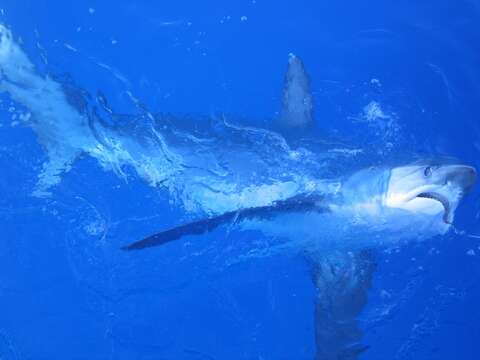 Image of thresher sharks