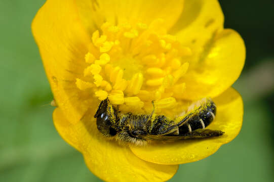 Imagem de Chelostoma florisomne (Linnaeus 1758)