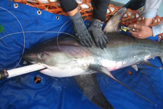 Image of thresher sharks