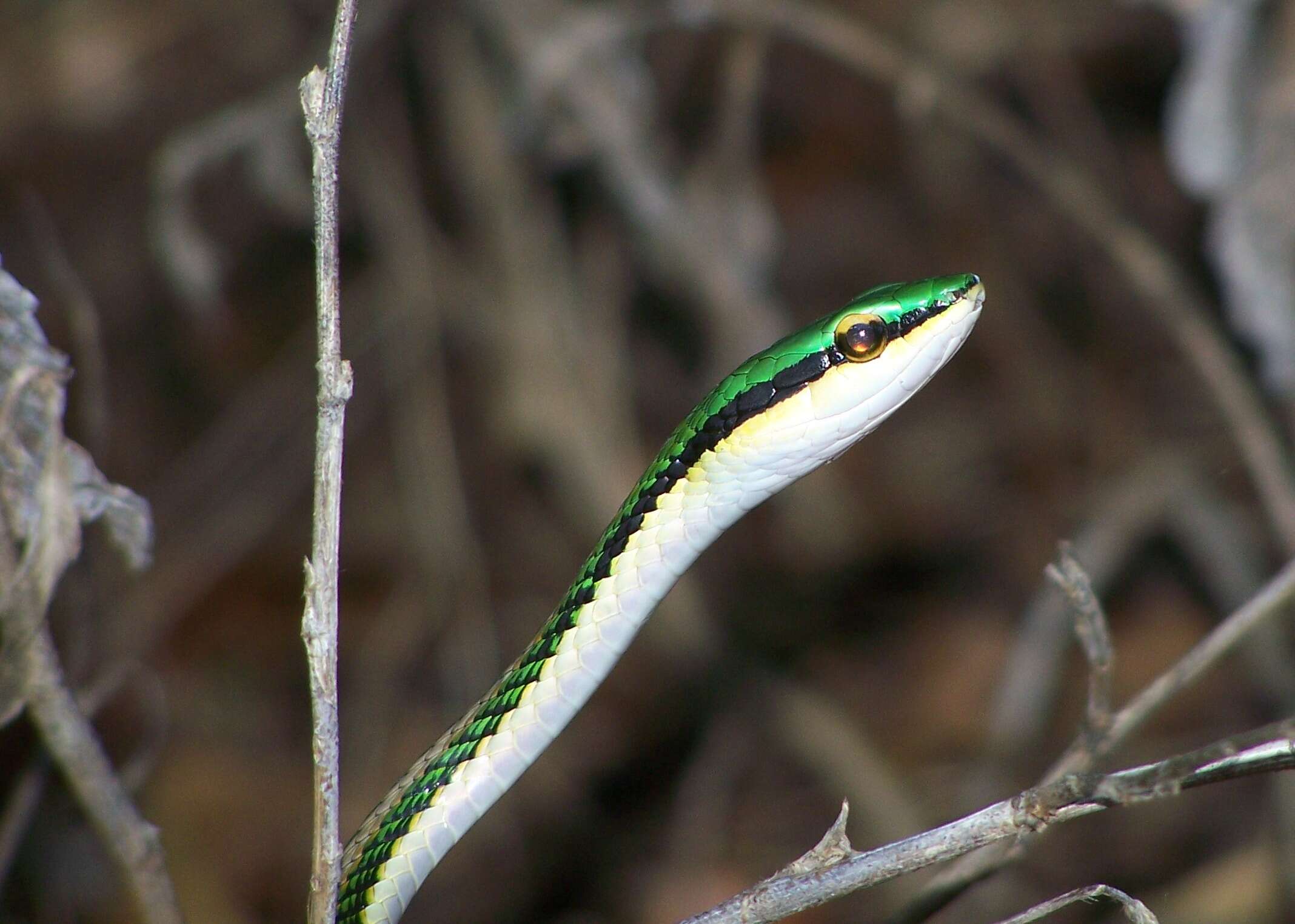 Image of Leptodrymus Amaral 1927