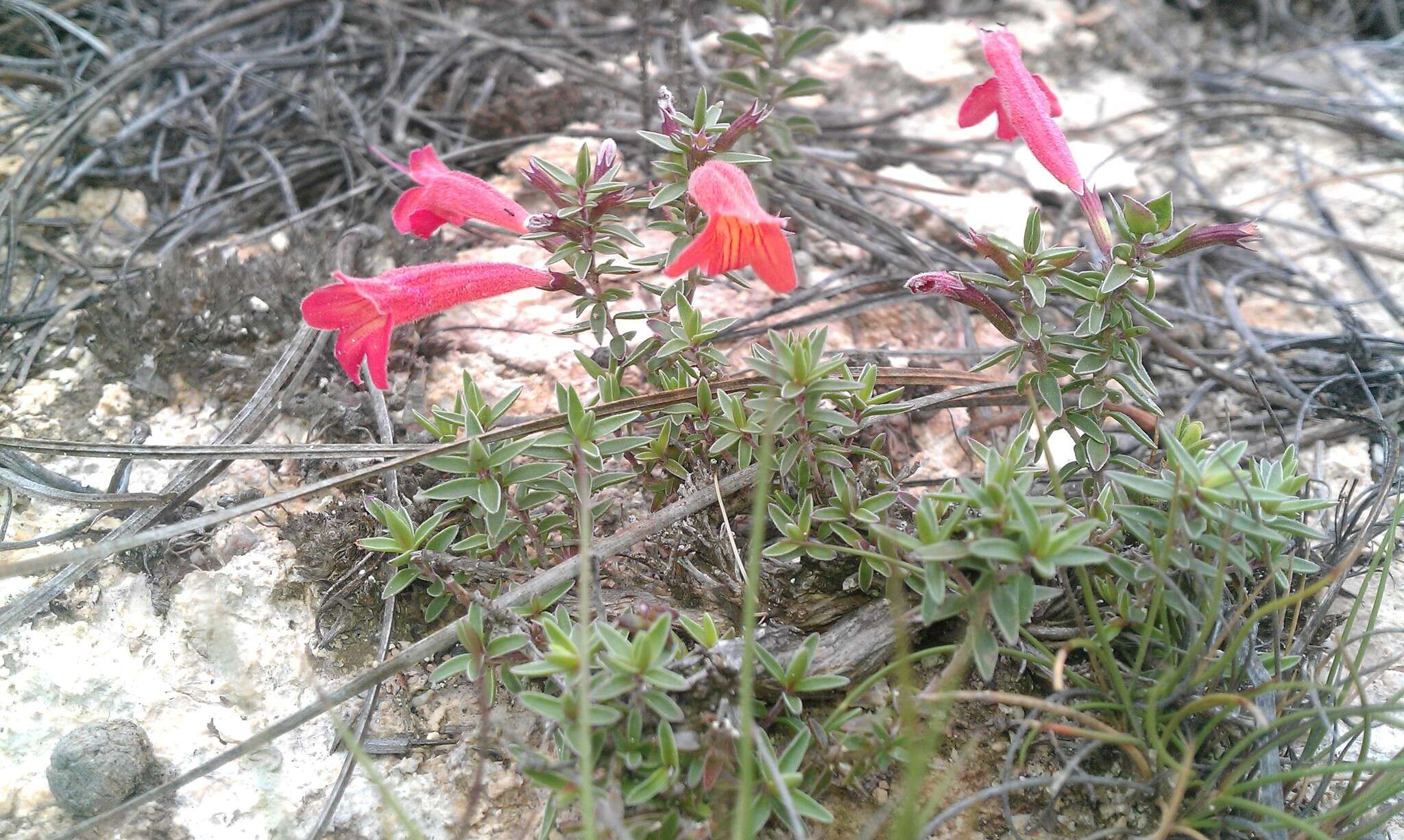 صورة Hedeoma ciliolata (Epling & W. S. Stewart) R. S. Irving