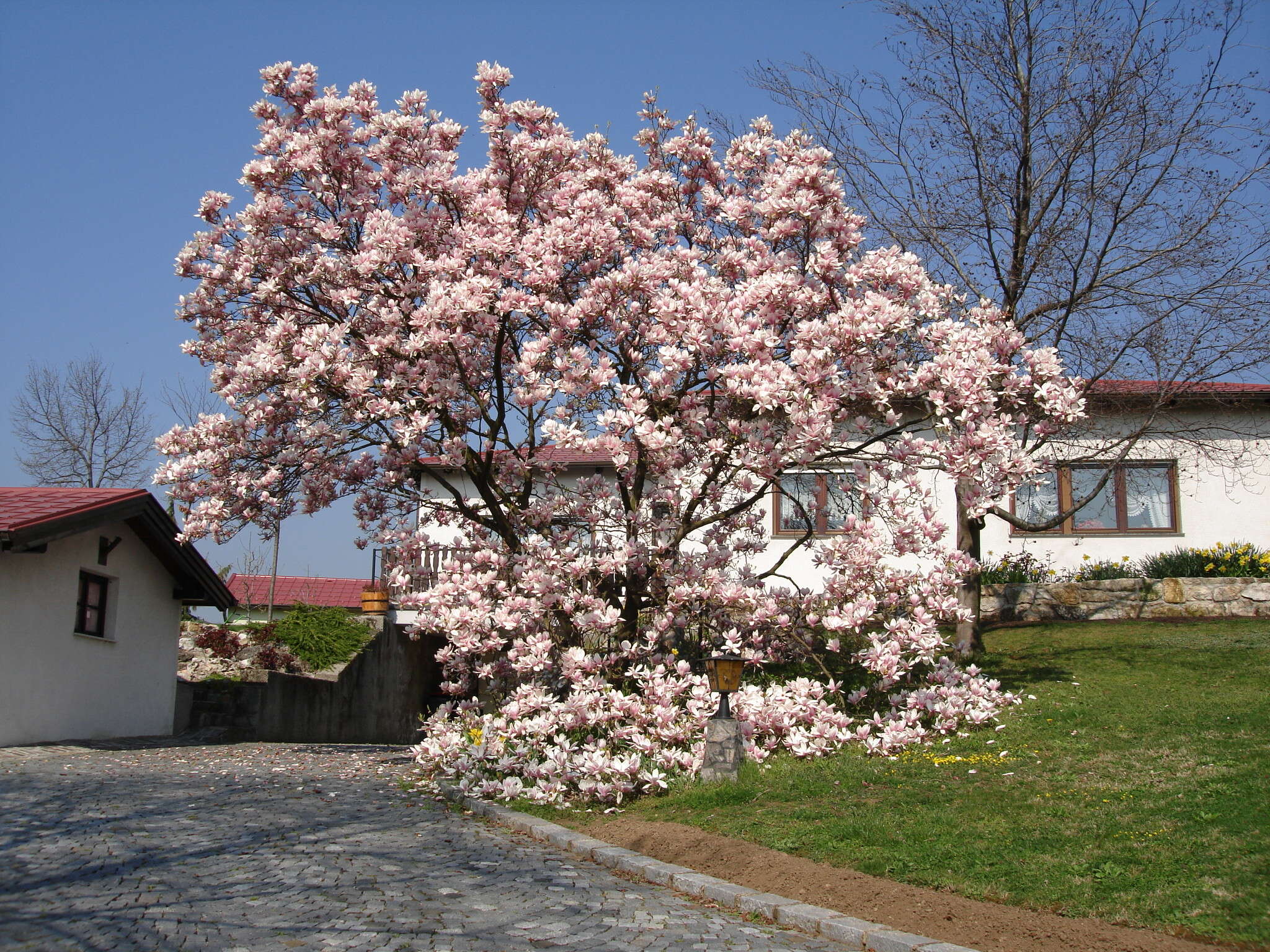 Image of Saucer magnolia