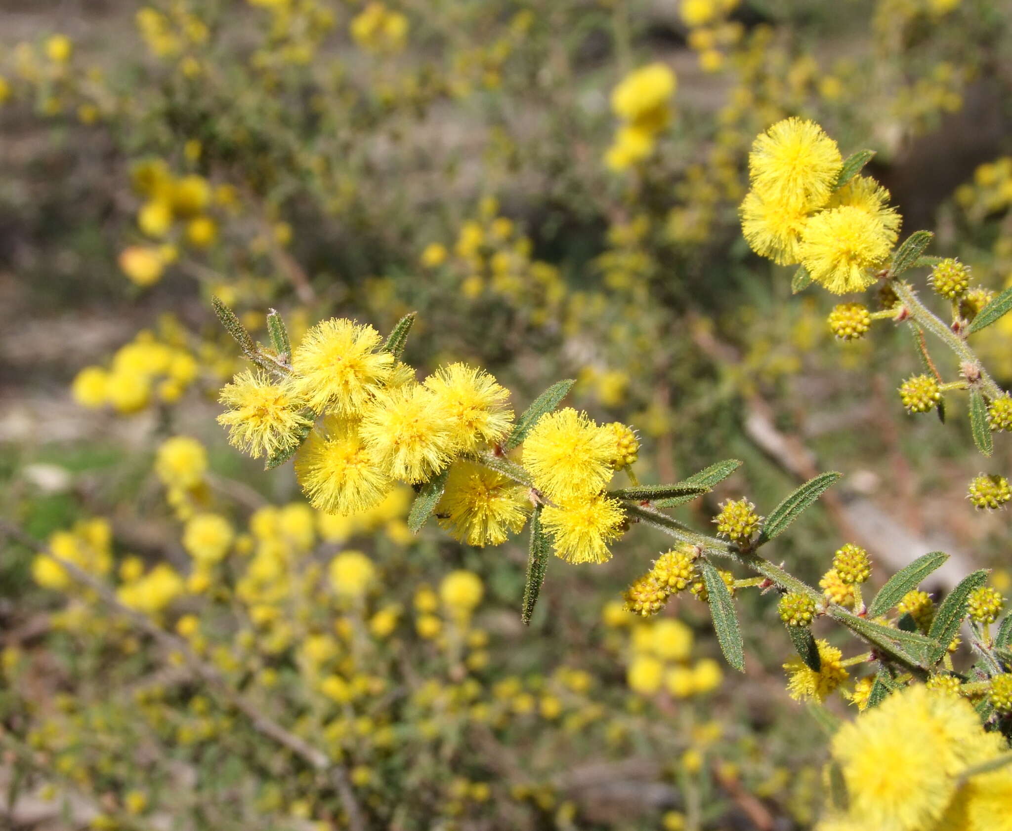 Imagem de Acacia aspera Lindl.