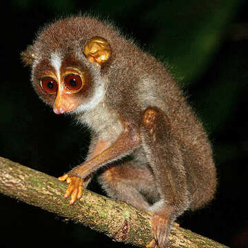 Image of lorises and pottos