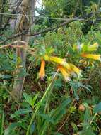 Image of Cigarette bush