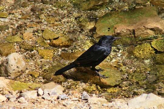 Image of Arabian Chestnut-winged Starling