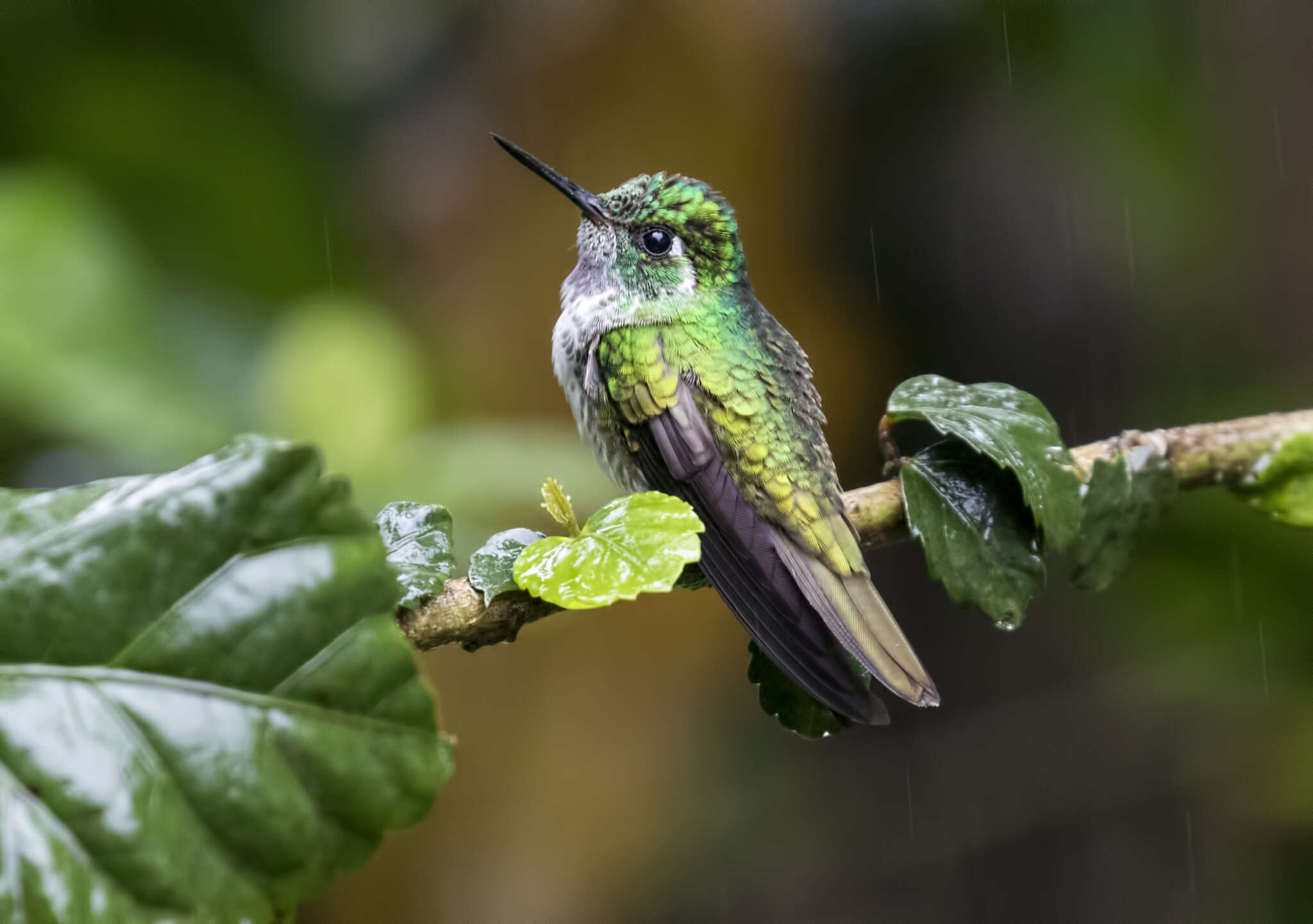 Image of White-bellied Mountain-gem