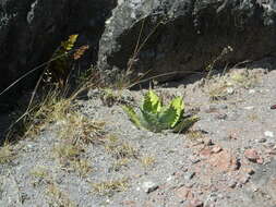 Image of Agave potatorum Zucc.