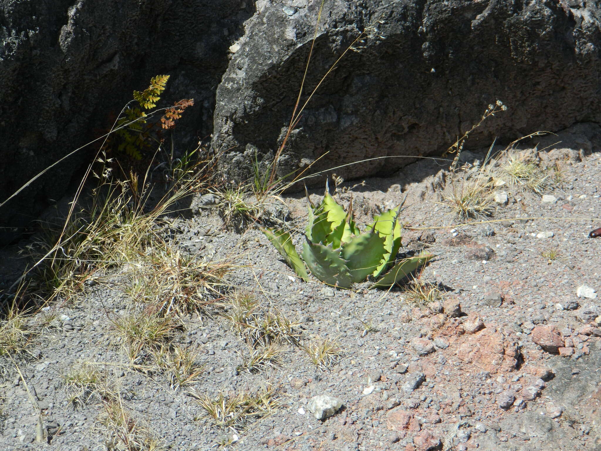 Sivun Agave potatorum Zucc. kuva