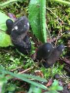 Imagem de Xylaria polymorpha (Pers.) Grev. 1824