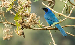 Image of Black-collared Jay