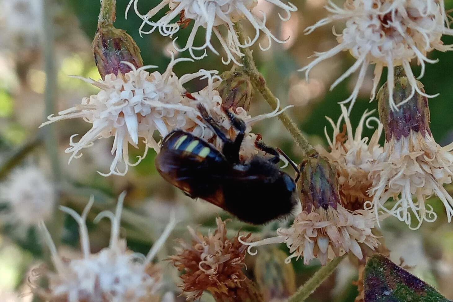 Image of Melipona quadrifasciata Lepeletier 1836