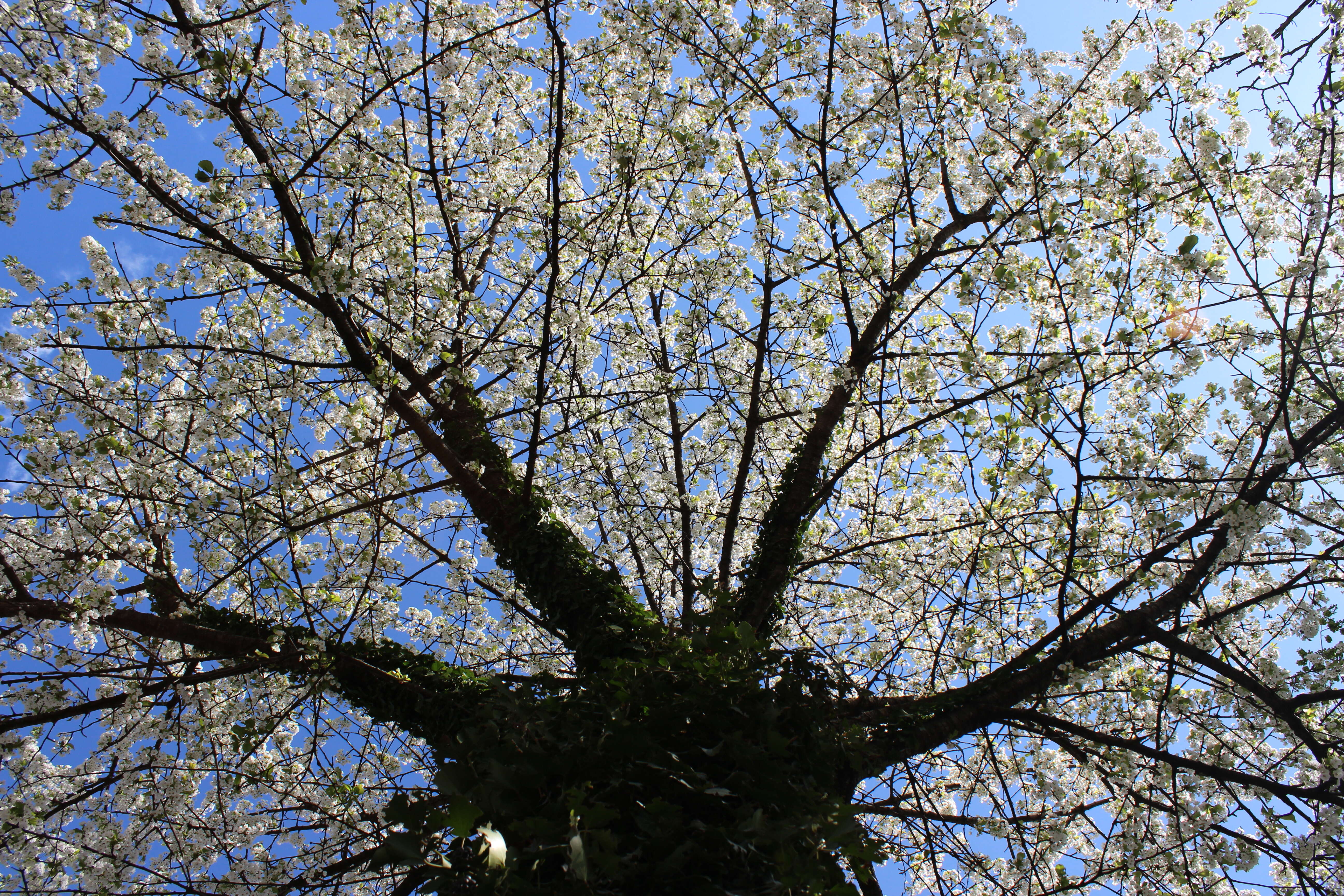 Image of gean, wild cherry