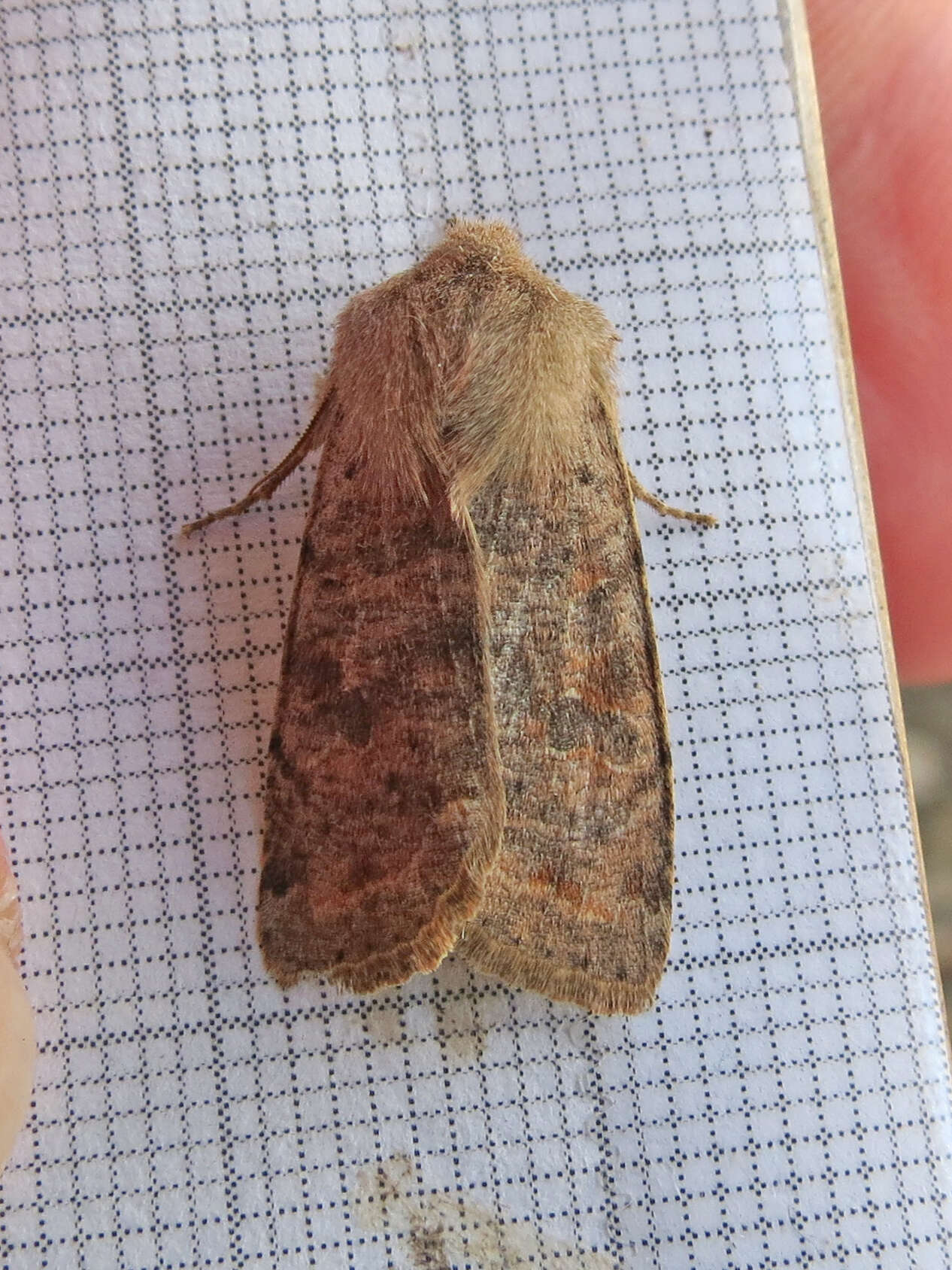 Image of Orthosia rubescens Walker 1865