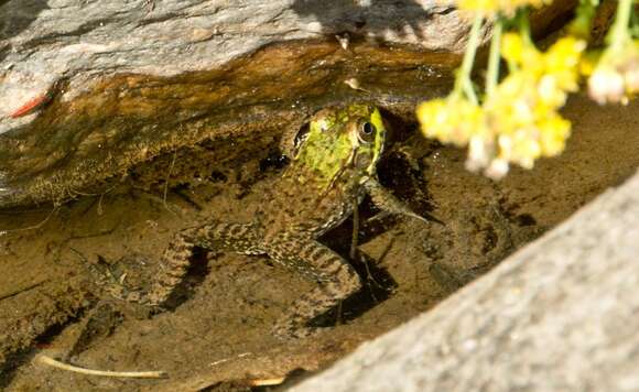 Image of Green Frog