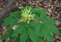 صورة Aesculus sylvatica W. Bartram