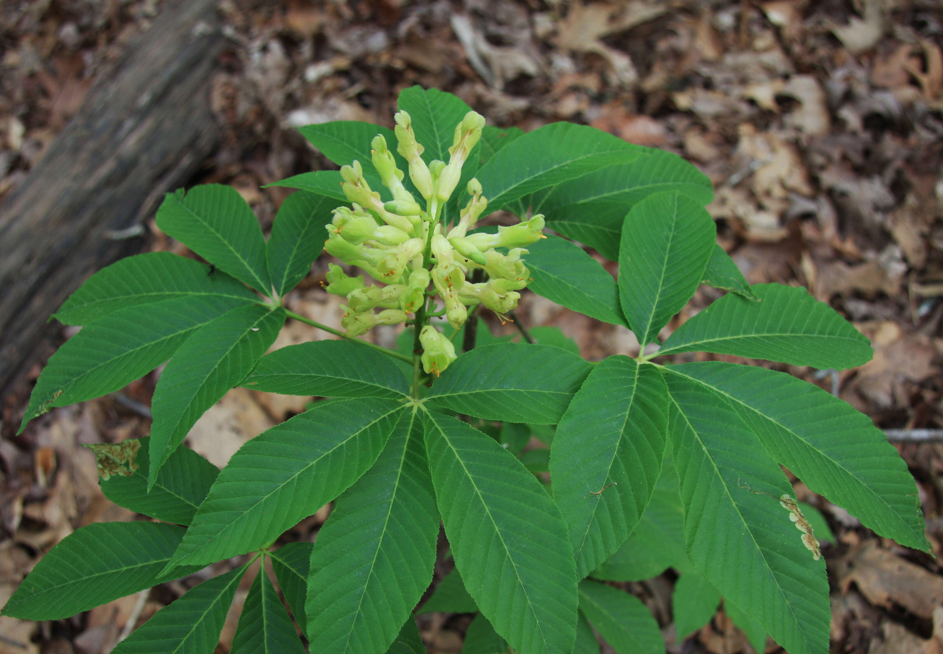 Sivun Aesculus sylvatica W. Bartram kuva