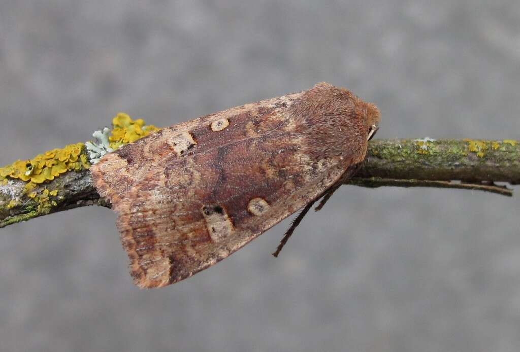 Image of red-headed chestnut