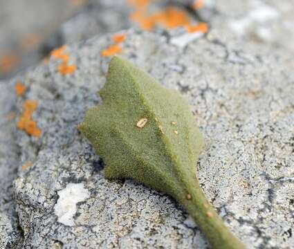 Image of Senecio hirtifolius DC.