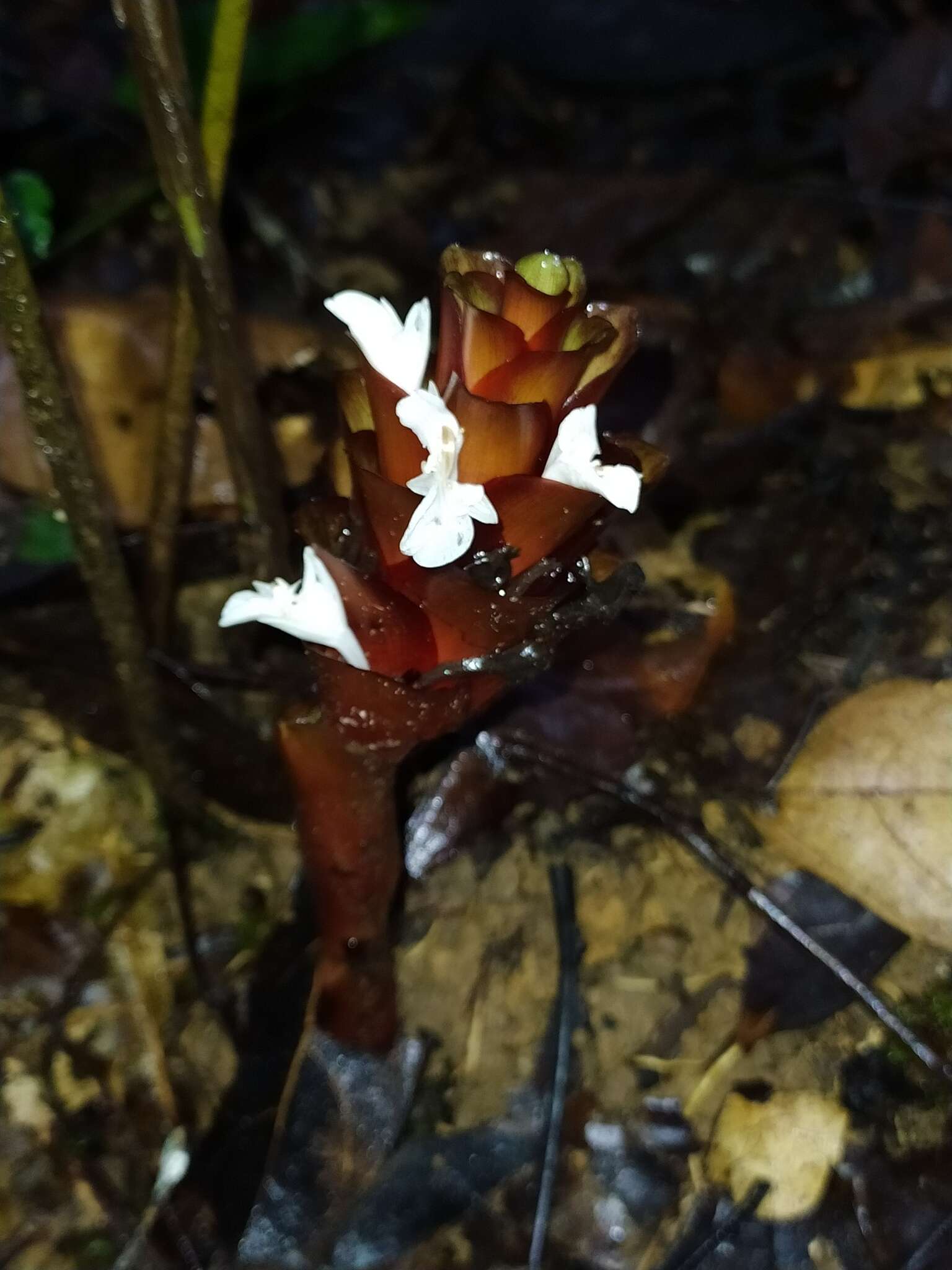 Image de Goeppertia erecta (L. Andersson & H. Kenn.) Borchs. & S. Suárez