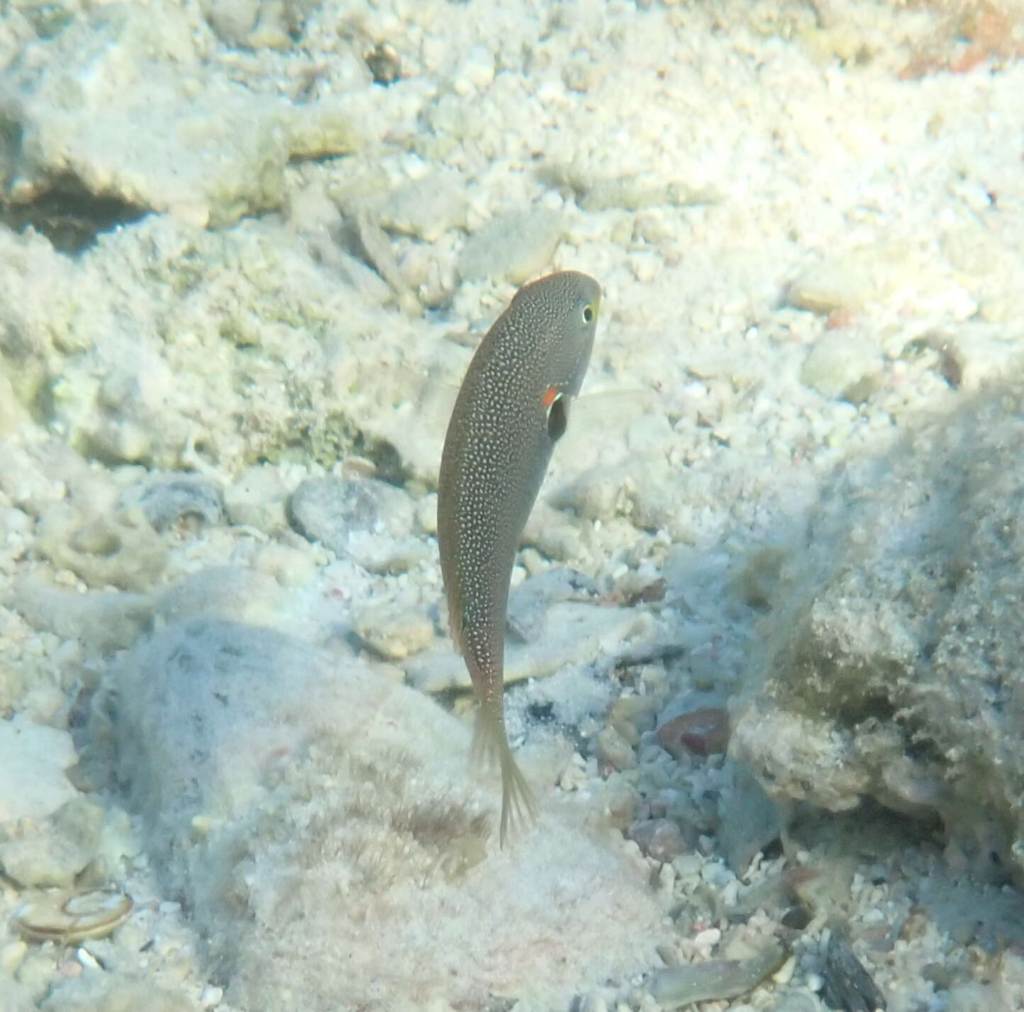 Image of Blue-lined wrasse