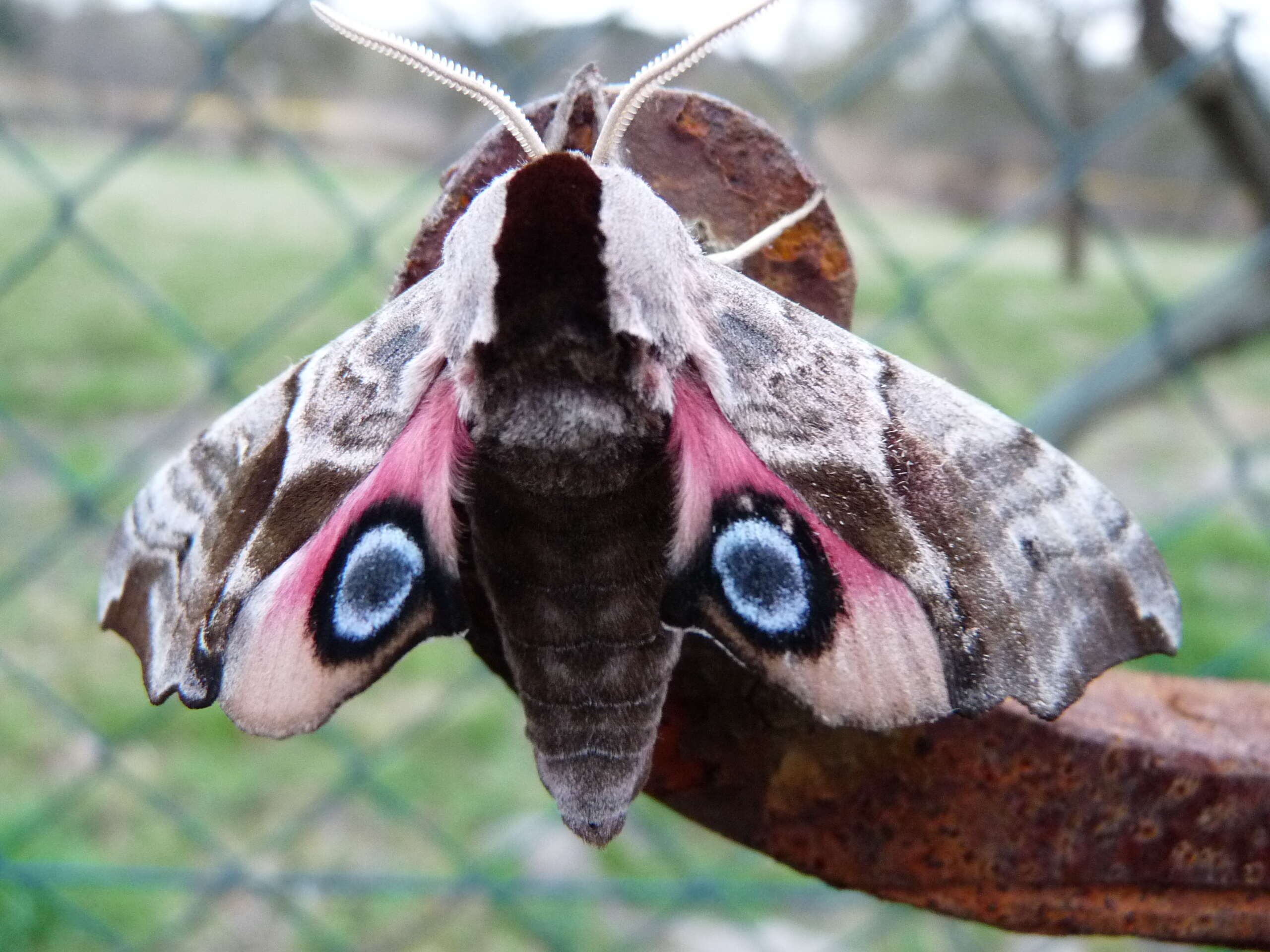 Image of Smerinthus ocellatus