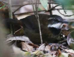 Image of Acanthizidae