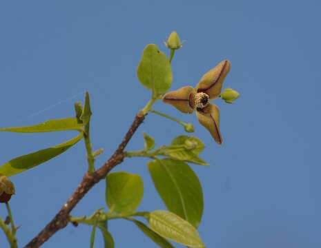 Plancia ëd Miliusa tomentosa (Roxb.) J. Sinclair