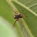 Image of Bactrocera bryoniae (Tryon 1927)