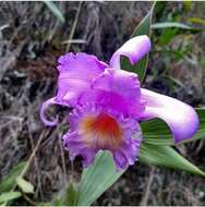 Image of Sobralia violacea Linden ex Lindl.