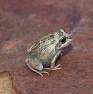 Image of Long-footed Frog