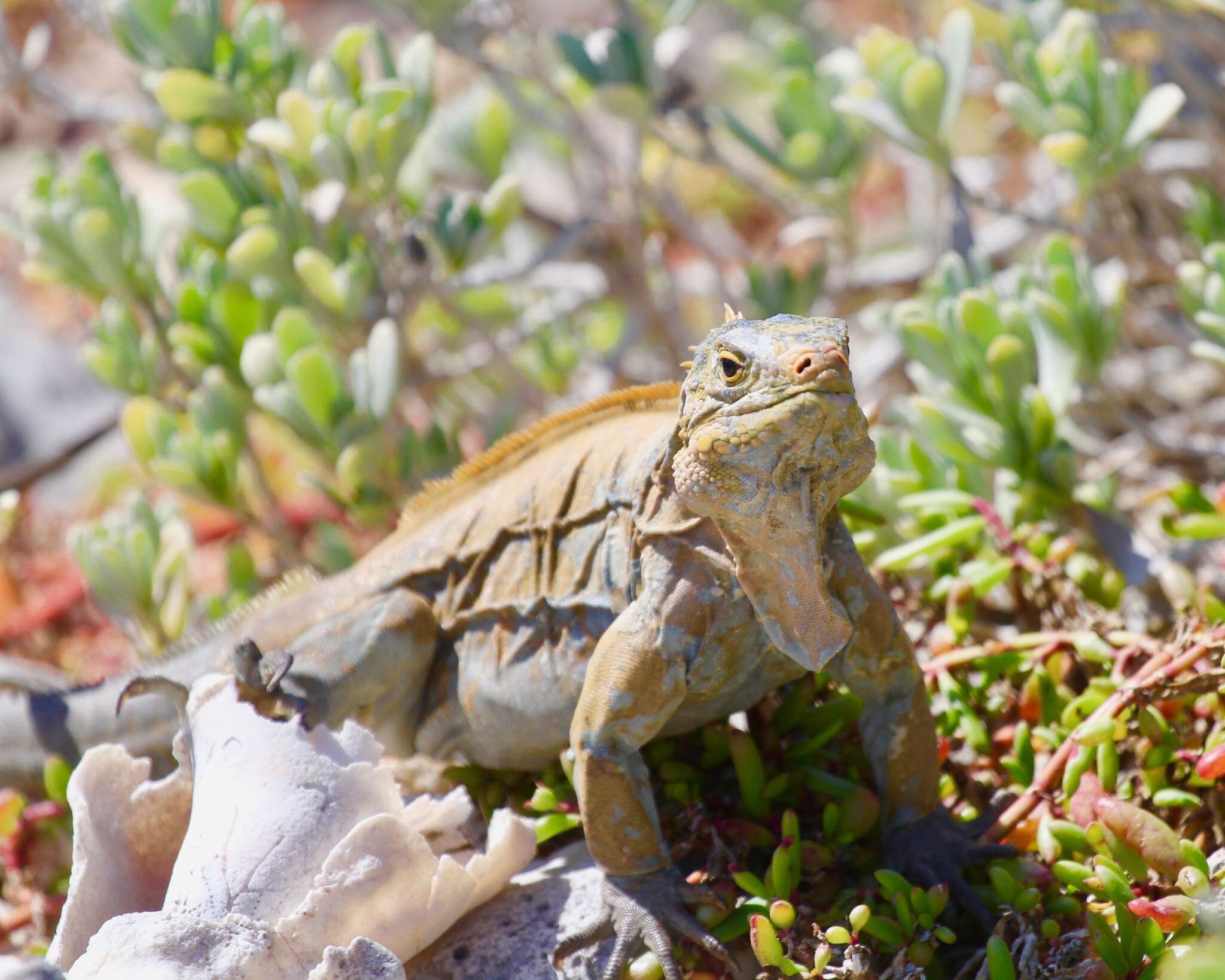 Image of Cyclura rileyi rileyi Stejneger 1903