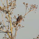 Image of Grey-and-chestnut Seedeater