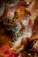 Image of Jewel anemone